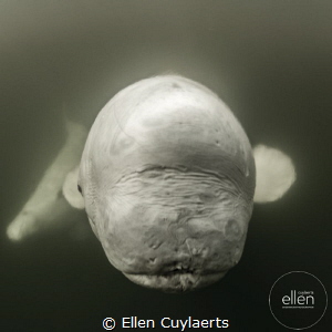 Good morning Monday!
Beluga portrait, Churchill, Canada ... by Ellen Cuylaerts 